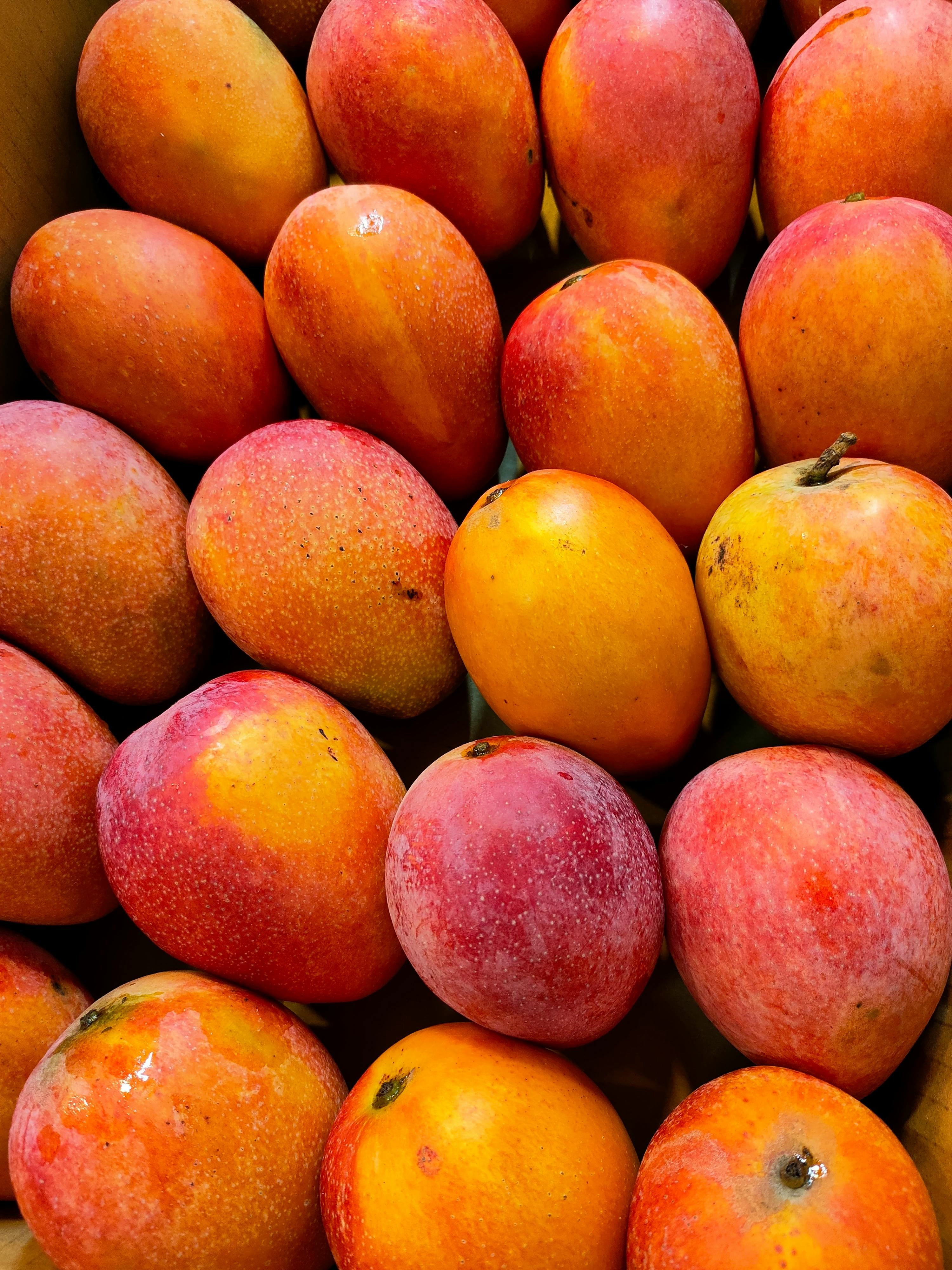 Fresh Indian Mangoes Exporter Alphonso Kesar